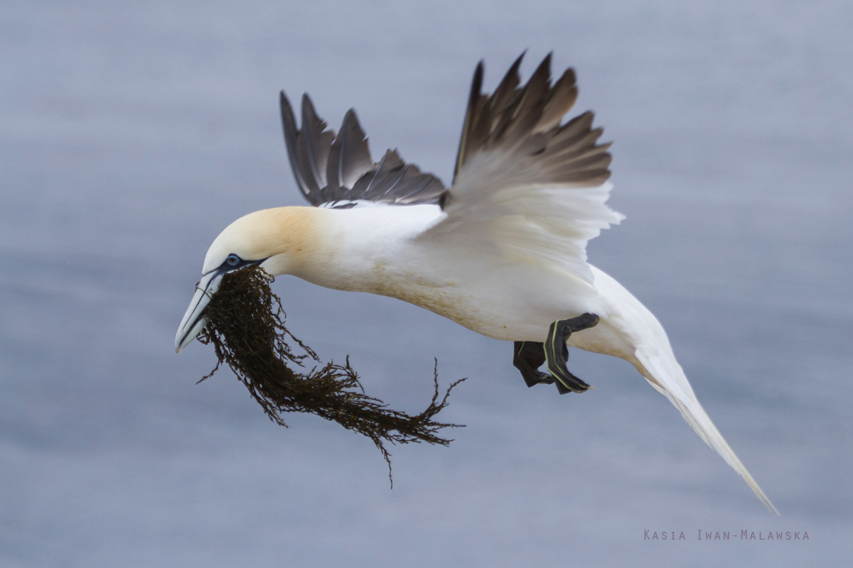 Guptak, Morus, bassanus, Helgoland, ptaki