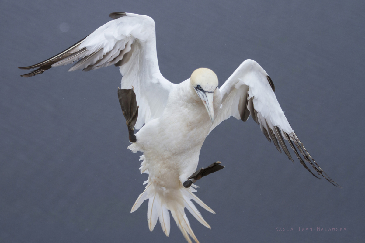 Guptak, Morus, bassanus, Helgoland, ptaki