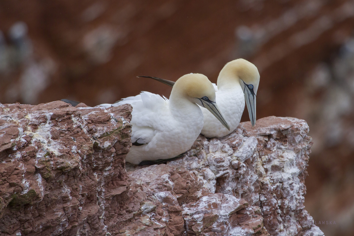 Guptak, Morus, bassanus, Helgoland, ptaki