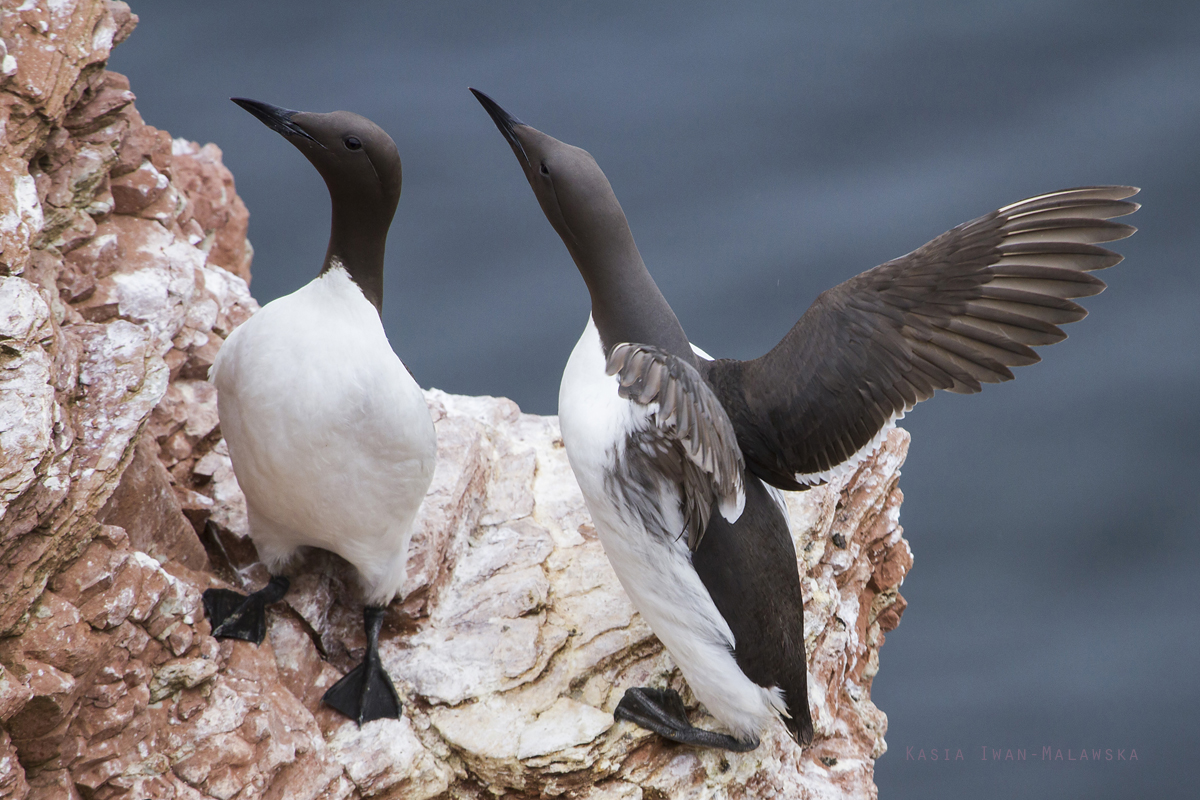 Nurzyk, Uria, aalge, Helgoland, ptaki