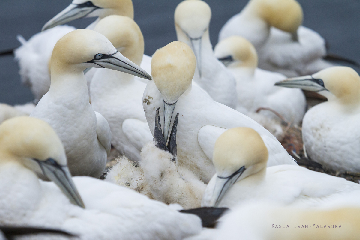 Guptak, Morus, bassanus, Helgoland, ptaki