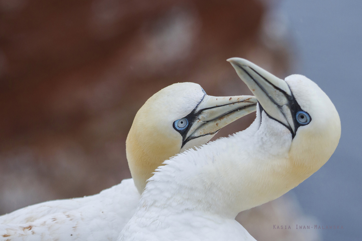 Guptak, Morus, bassanus, Helgoland, ptaki