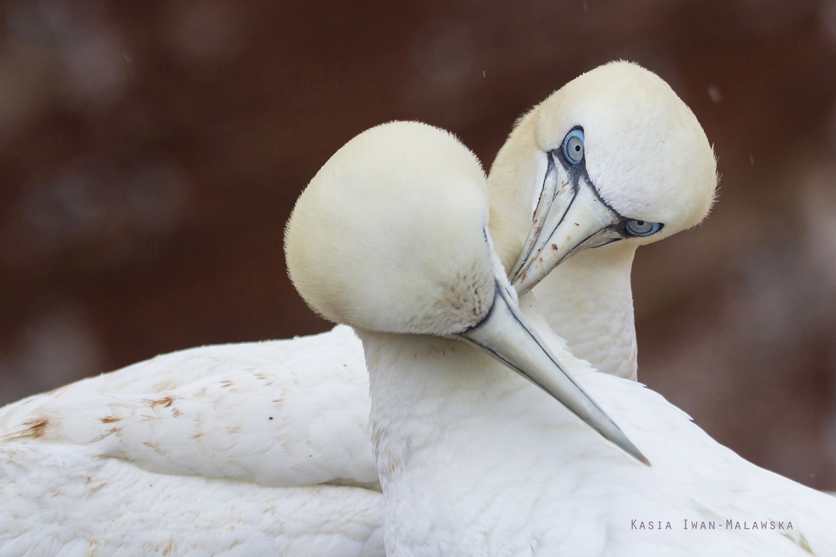 Guptak, Morus, bassanus, Helgoland, ptaki