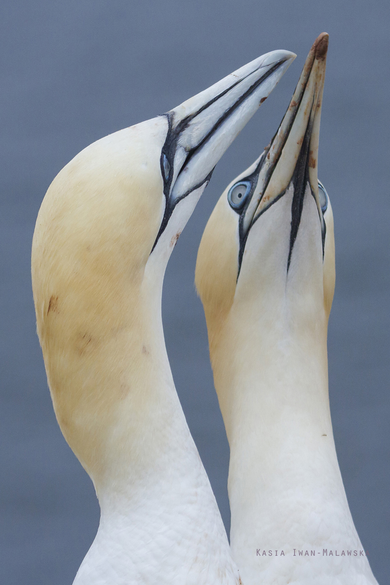 Northern, Gannet, Morus, bassanus, Heligoland