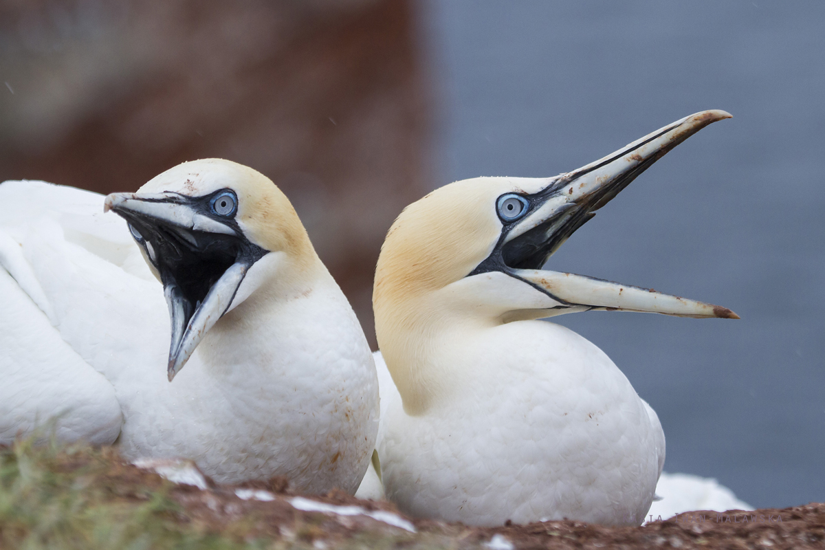 Guptak, Morus, bassanus, Helgoland, ptaki