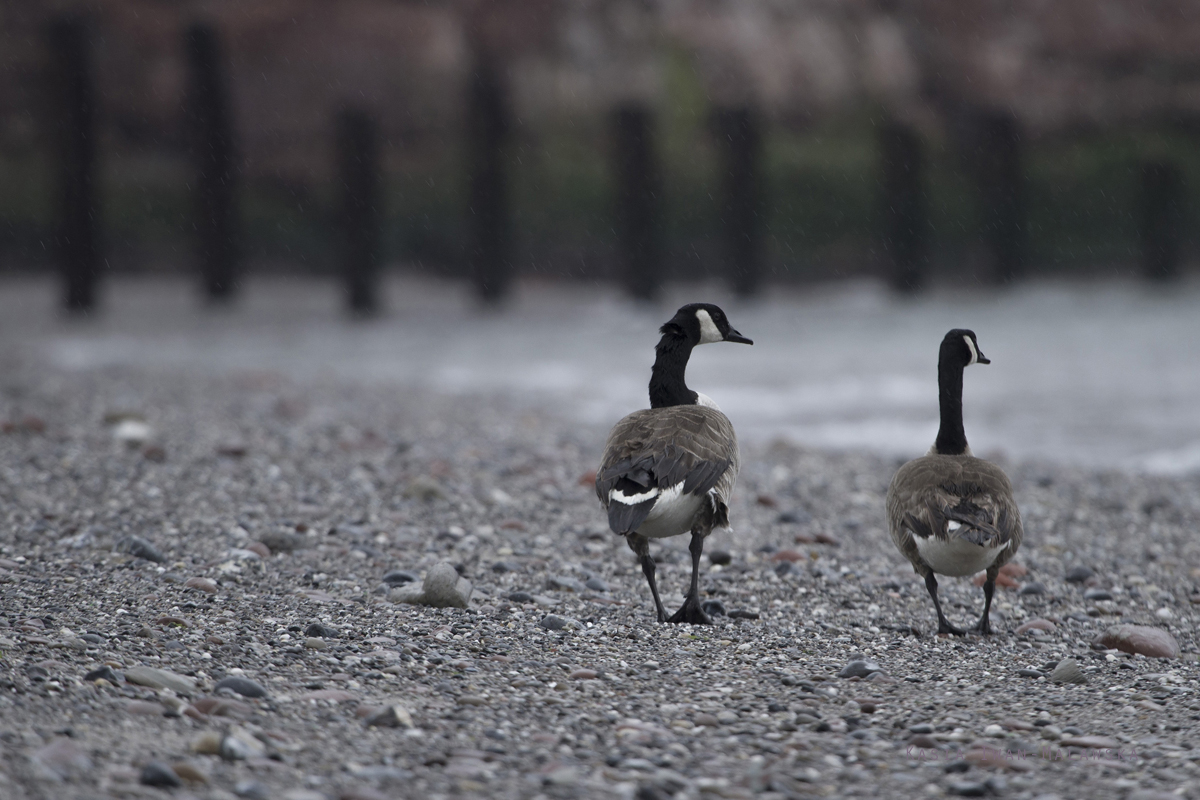 Bernikla, kanadyjska, Branta, canadensis, g, Helgoland, ptaki