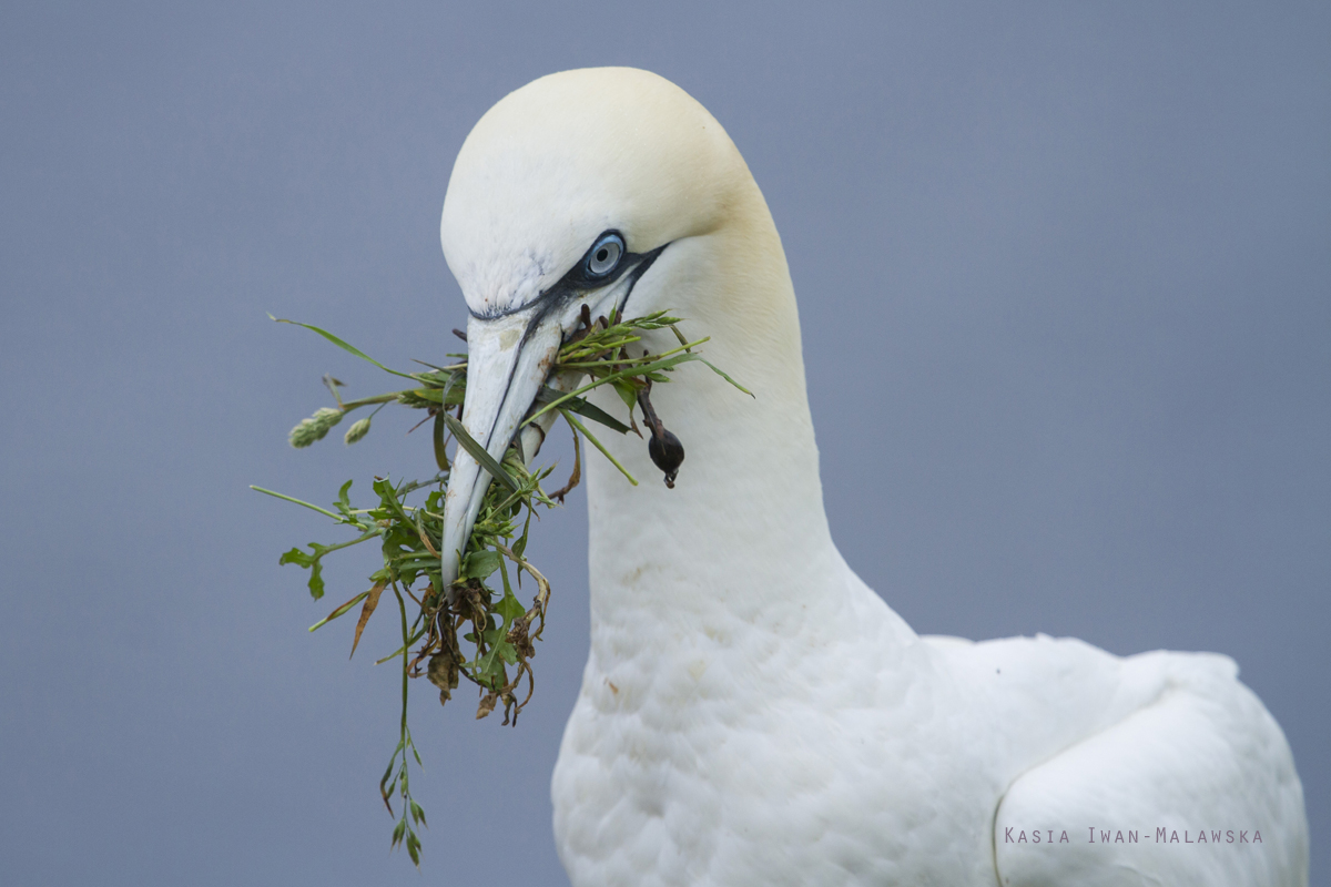 Guptak, Morus, bassanus, Helgoland, ptaki