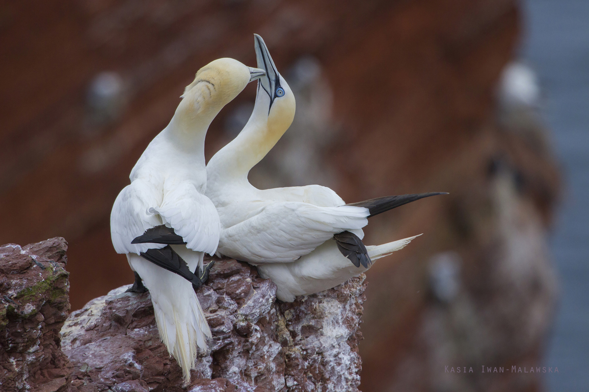 Guptak, Morus, bassanus, Helgoland, ptaki