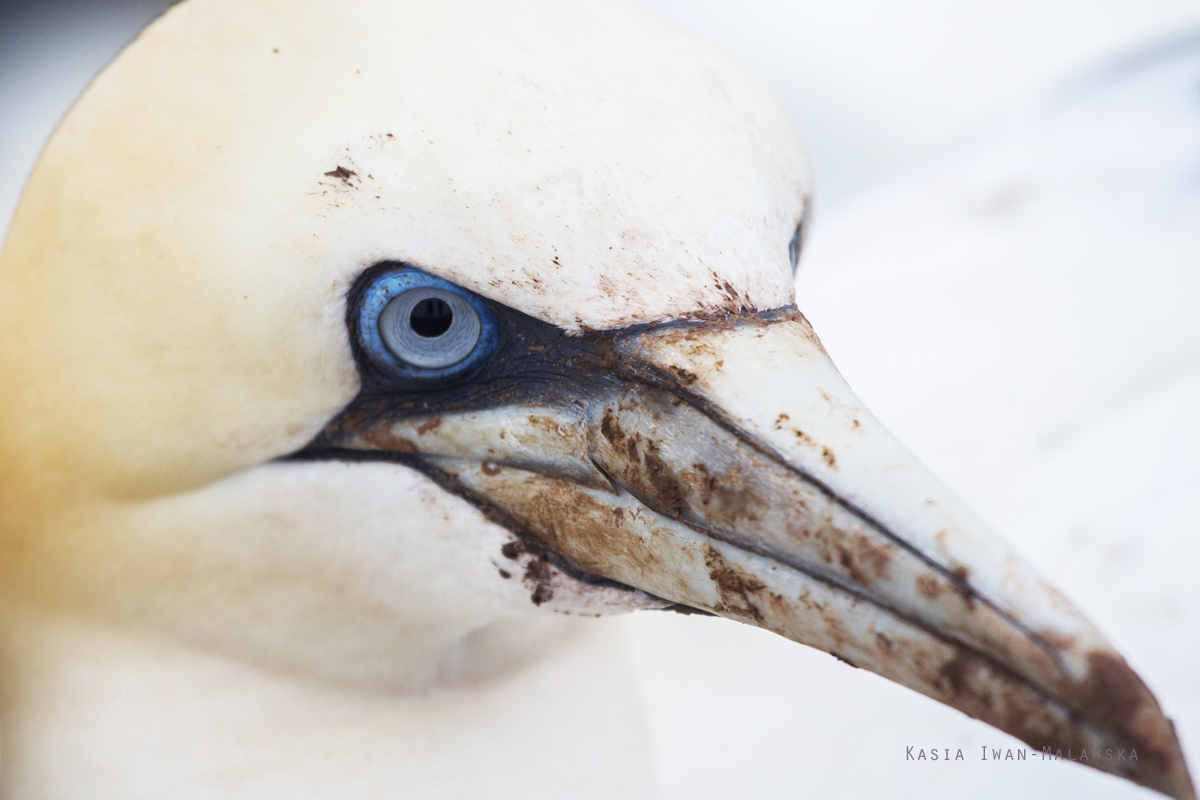 Northern, Gannet, Morus, bassanus, Heligoland