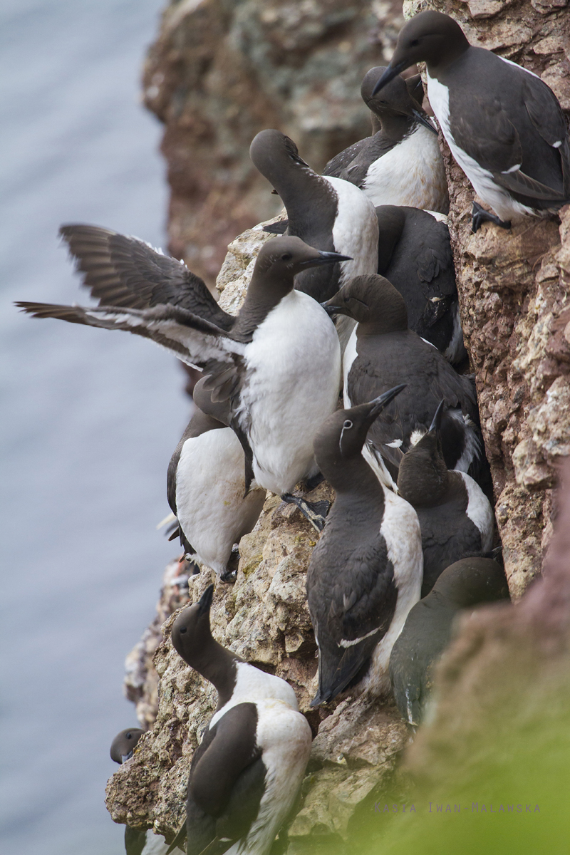 Nurzyk, Uria, aalge, Helgoland, ptaki