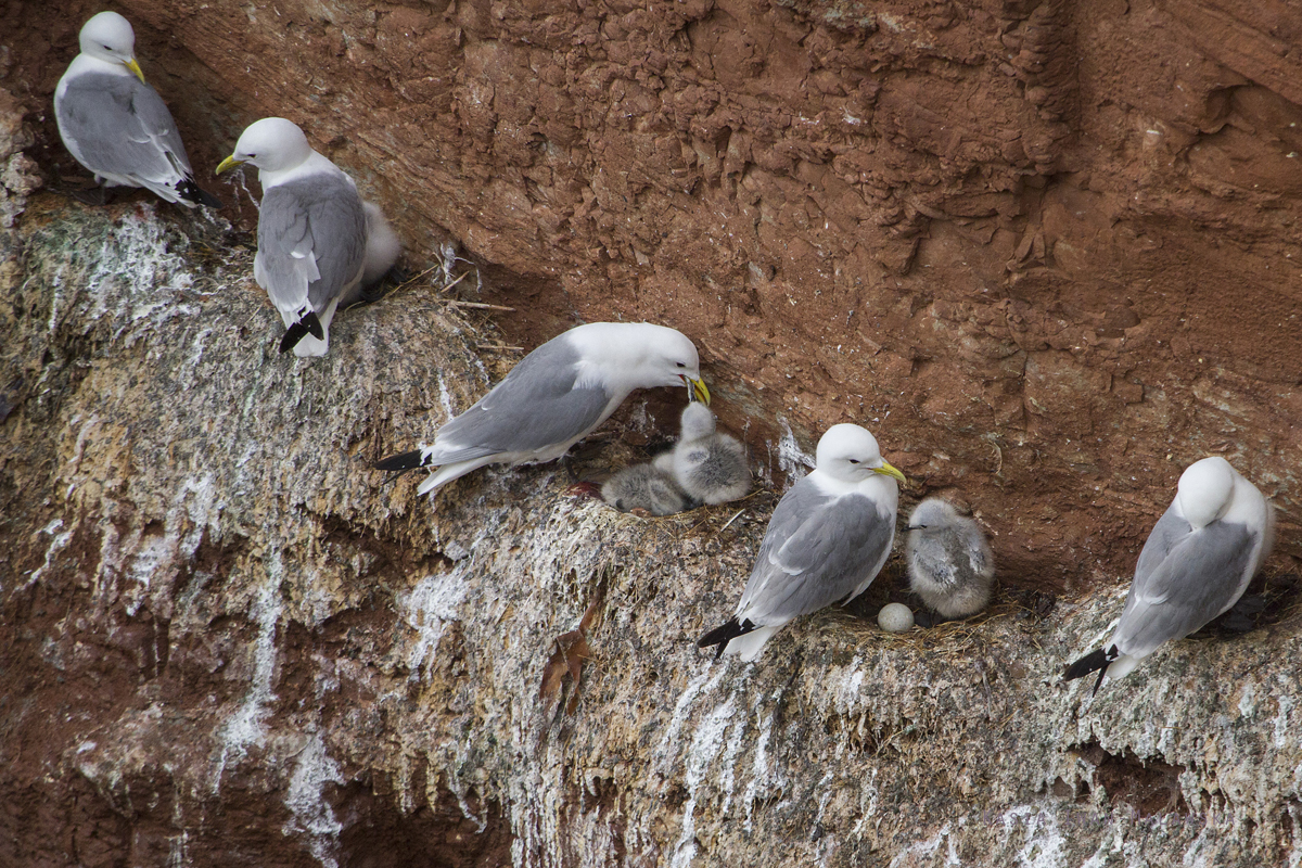 Mewa, trjpalczasta, Rissa, tridactyla, Helgoland, ptaki