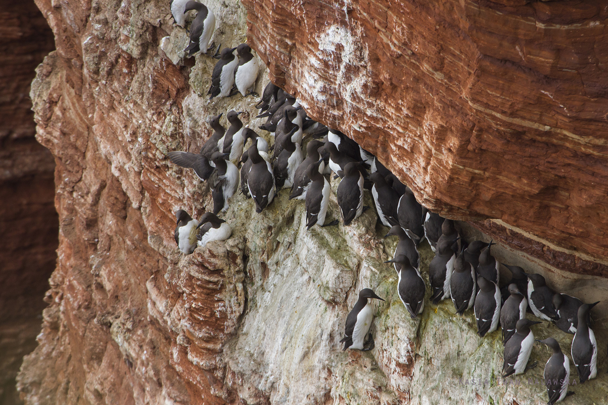 Common, Murre, Uria, aalge, Heligoland