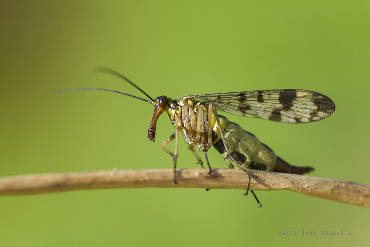 Panorpa, communis, Common, Scorpionfly, mecoptera
