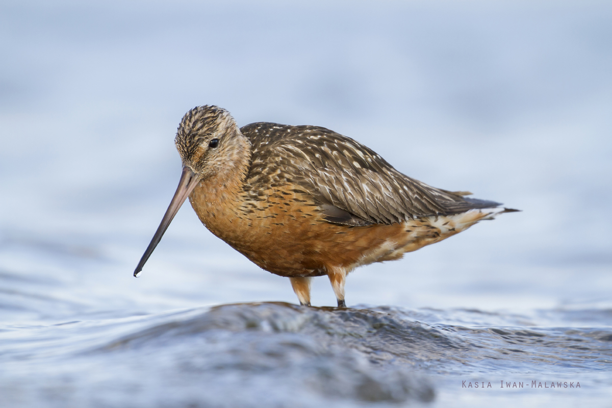 Bar-tailed, Godwit, Limosa, lapponica