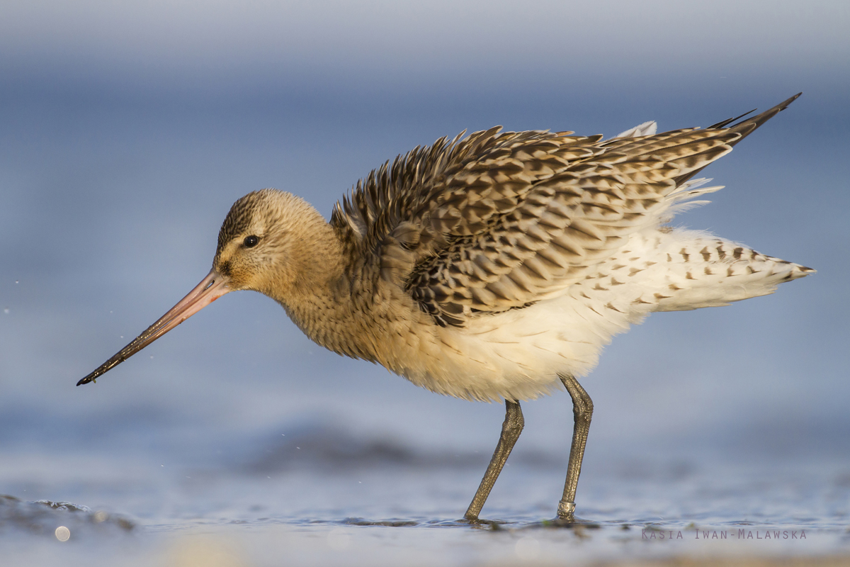 Bar-tailed, Godwit, Limosa, lapponica