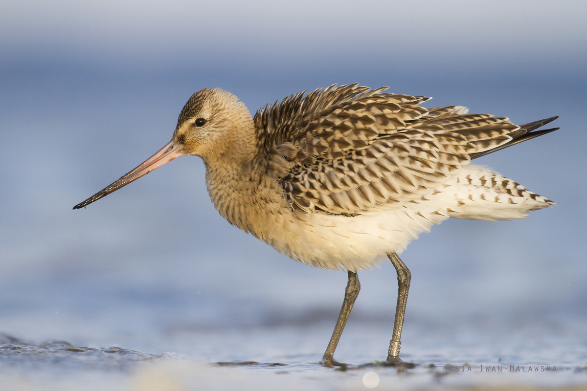 Bar-tailed, Godwit, Limosa, lapponica