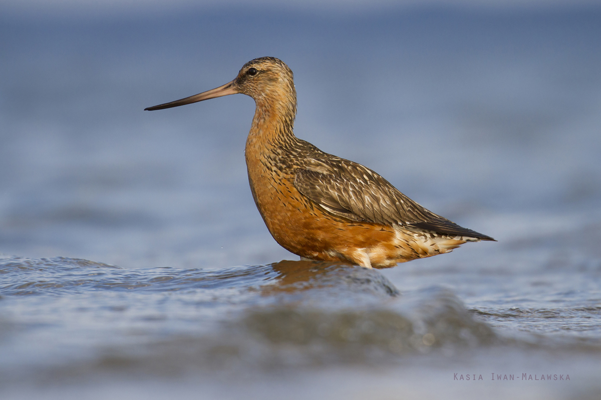 Bar-tailed, Godwit, Limosa, lapponica