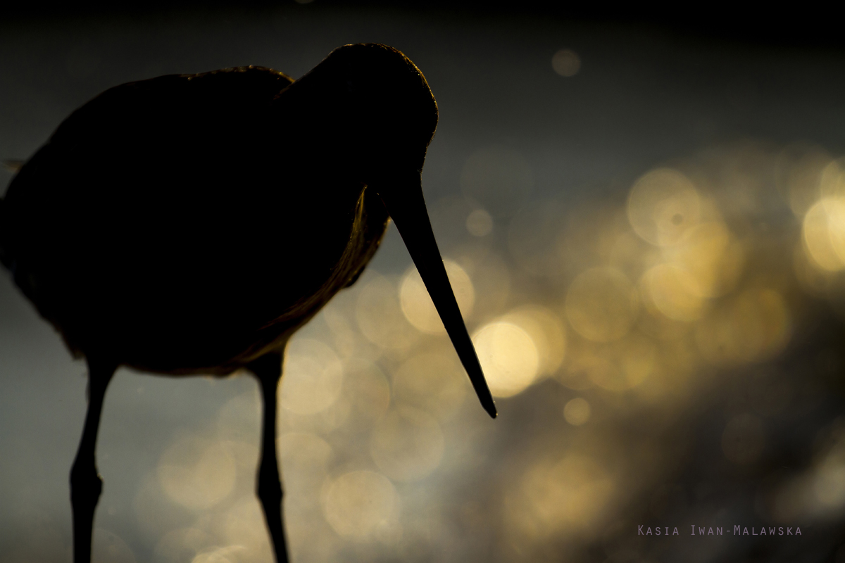 Bar-tailed, Godwit, Limosa, lapponica