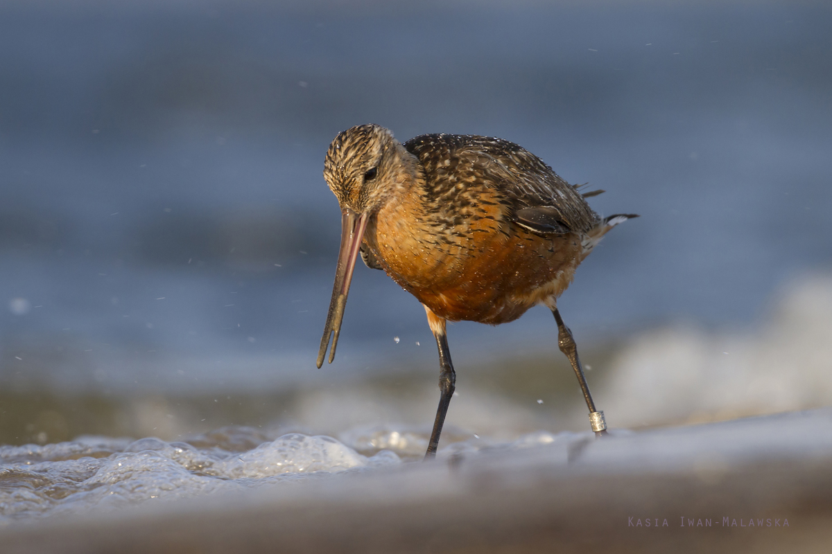 Bar-tailed, Godwit, Limosa, lapponica