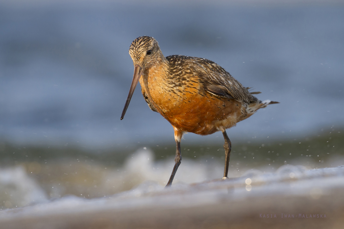 Bar-tailed, Godwit, Limosa, lapponica