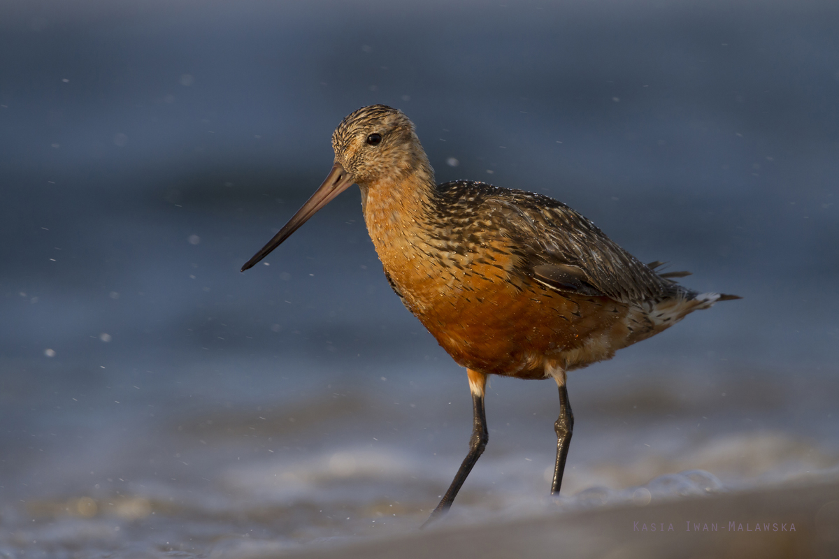 Bar-tailed, Godwit, Limosa, lapponica