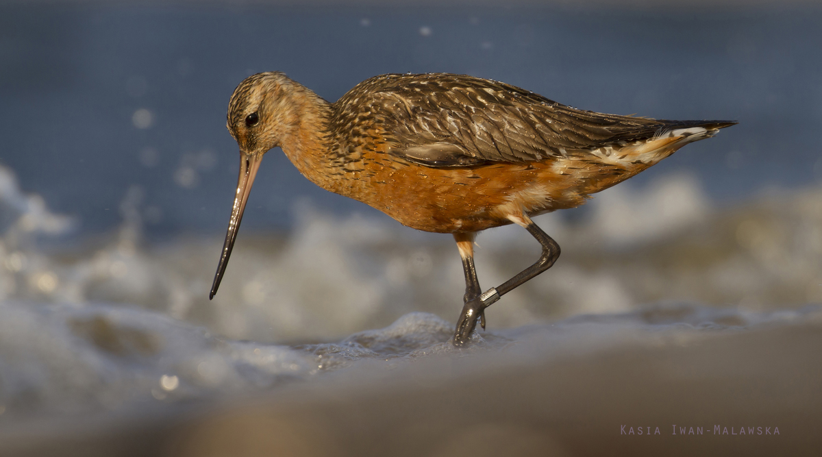 Bar-tailed, Godwit, Limosa, lapponica