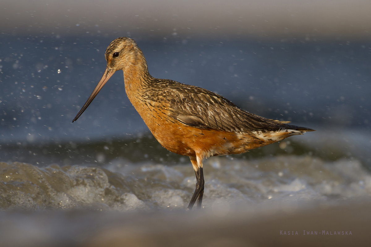 Bar-tailed, Godwit, Limosa, lapponica