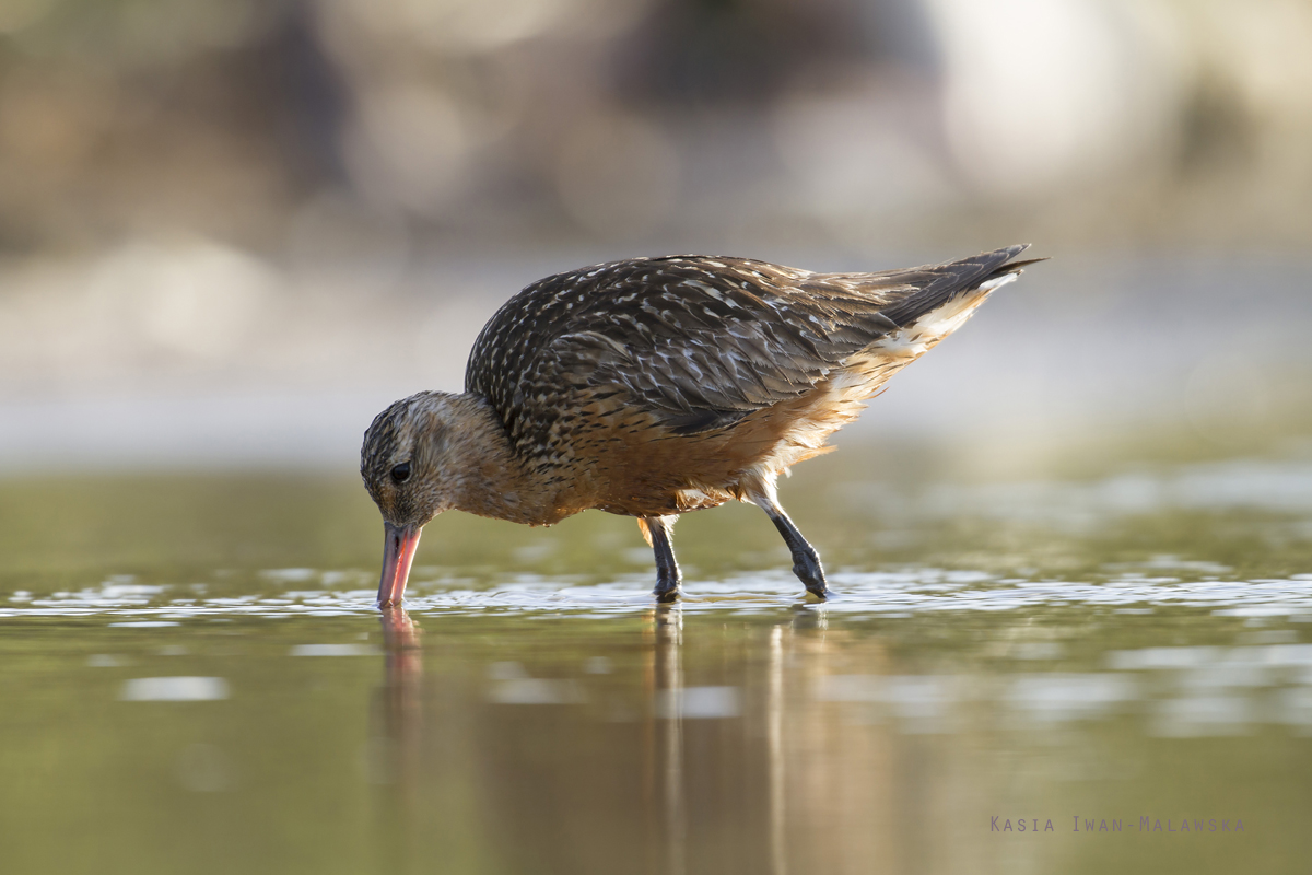 Bar-tailed, Godwit, Limosa, lapponica