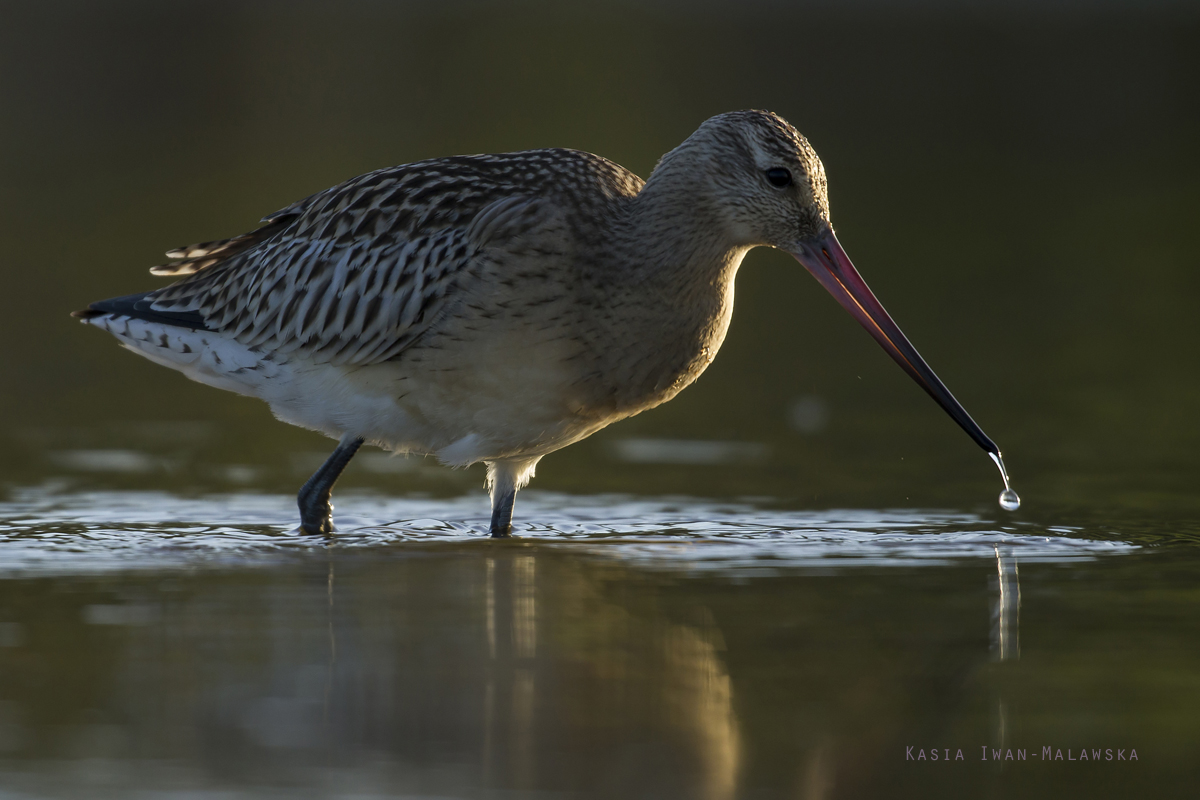 Bar-tailed, Godwit, Limosa, lapponica