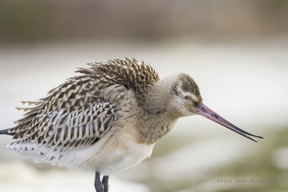 Bar-tailed, Godwit, Limosa, lapponica