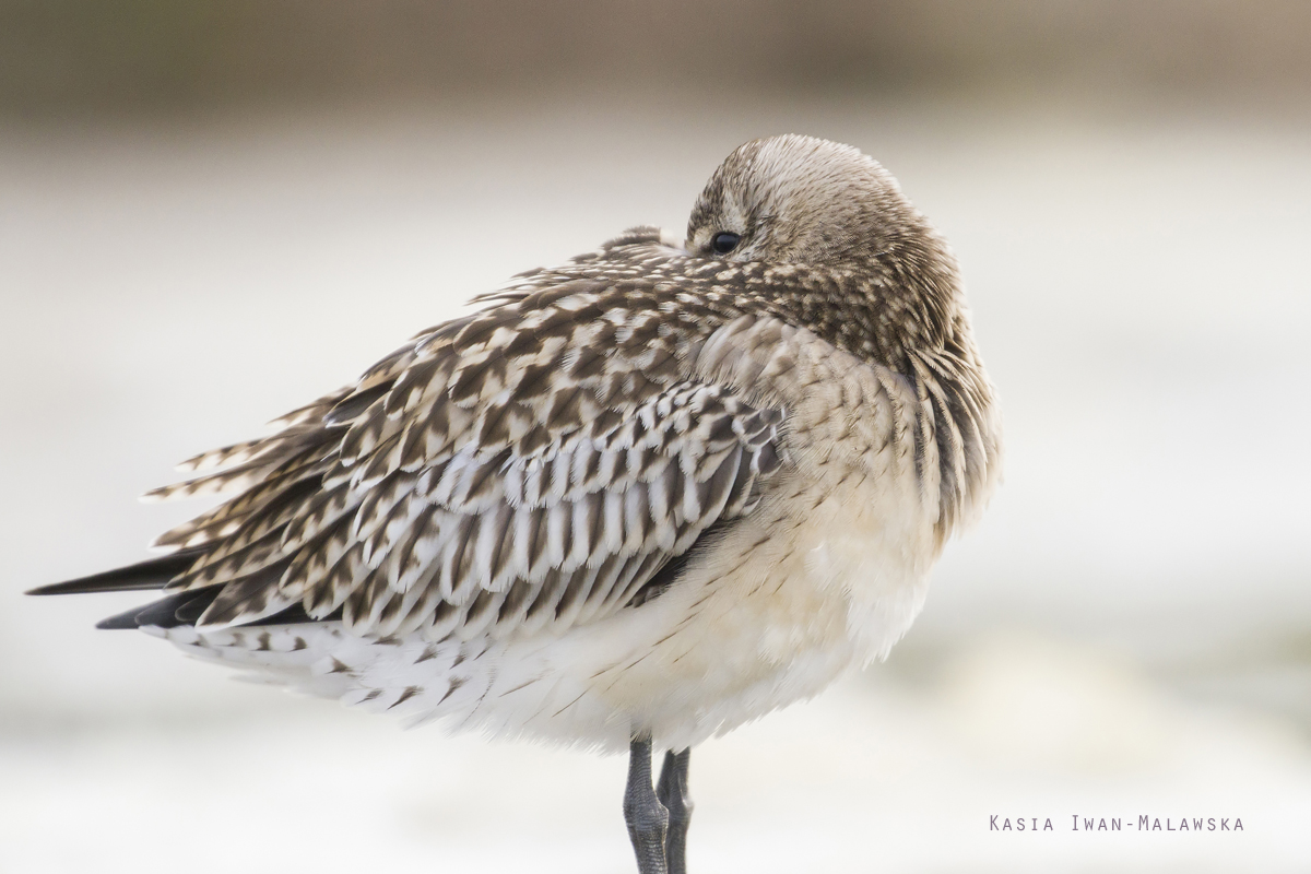 Bar-tailed, Godwit, Limosa, lapponica