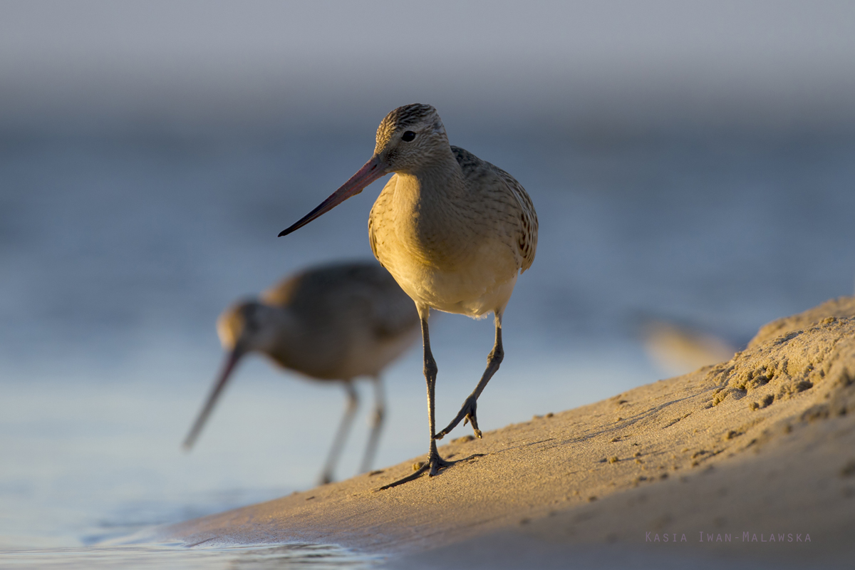 Bar-tailed, Godwit, Limosa, lapponica