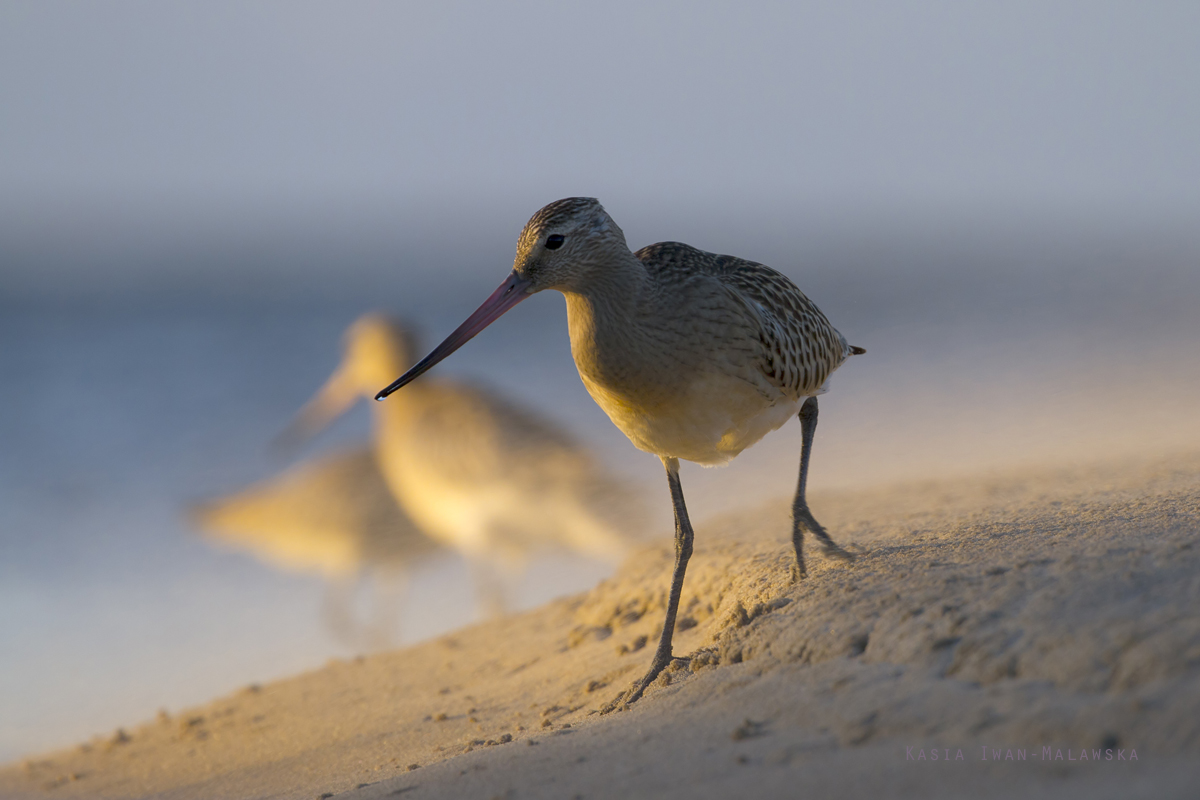 Bar-tailed, Godwit, Limosa, lapponica