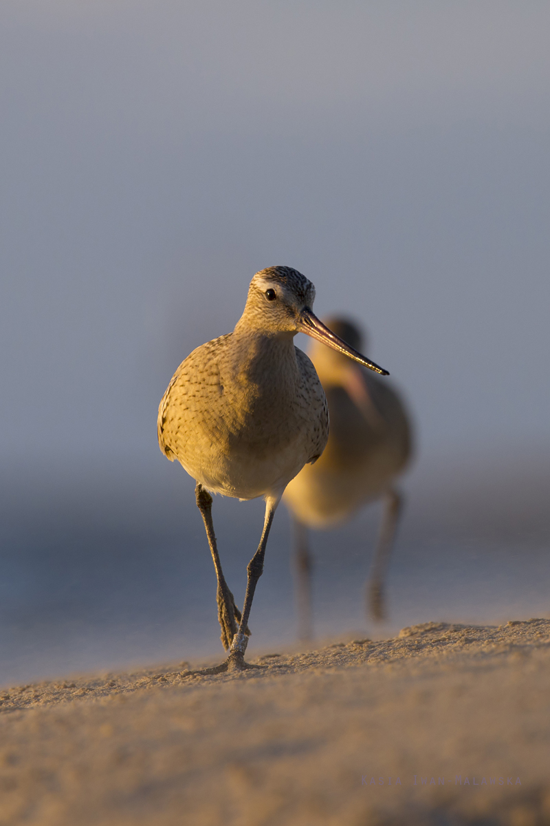 Bar-tailed, Godwit, Limosa, lapponica