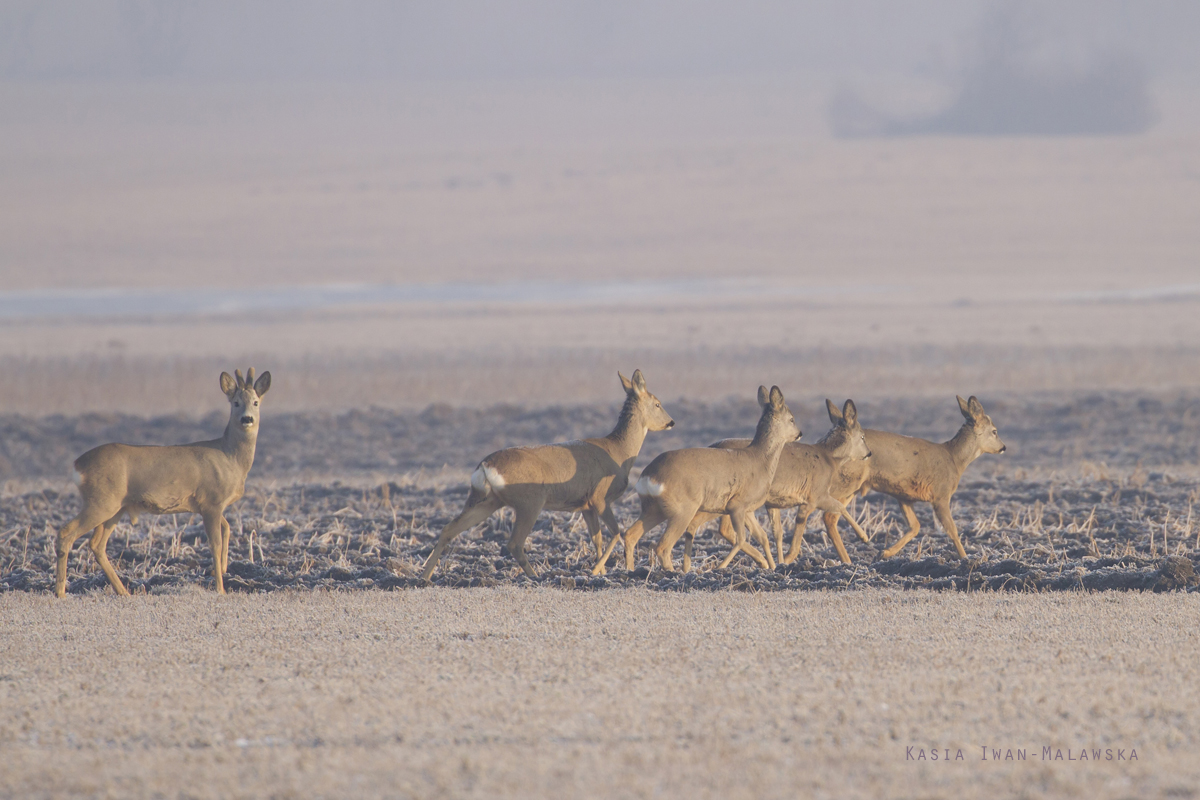 Roe, Deer, Capreolus, capreolus