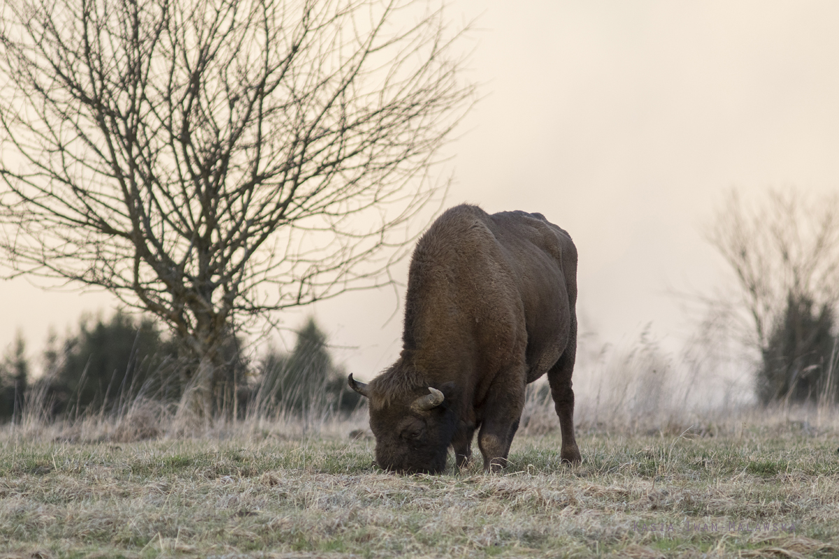 European, Bison, bonasus, wisent