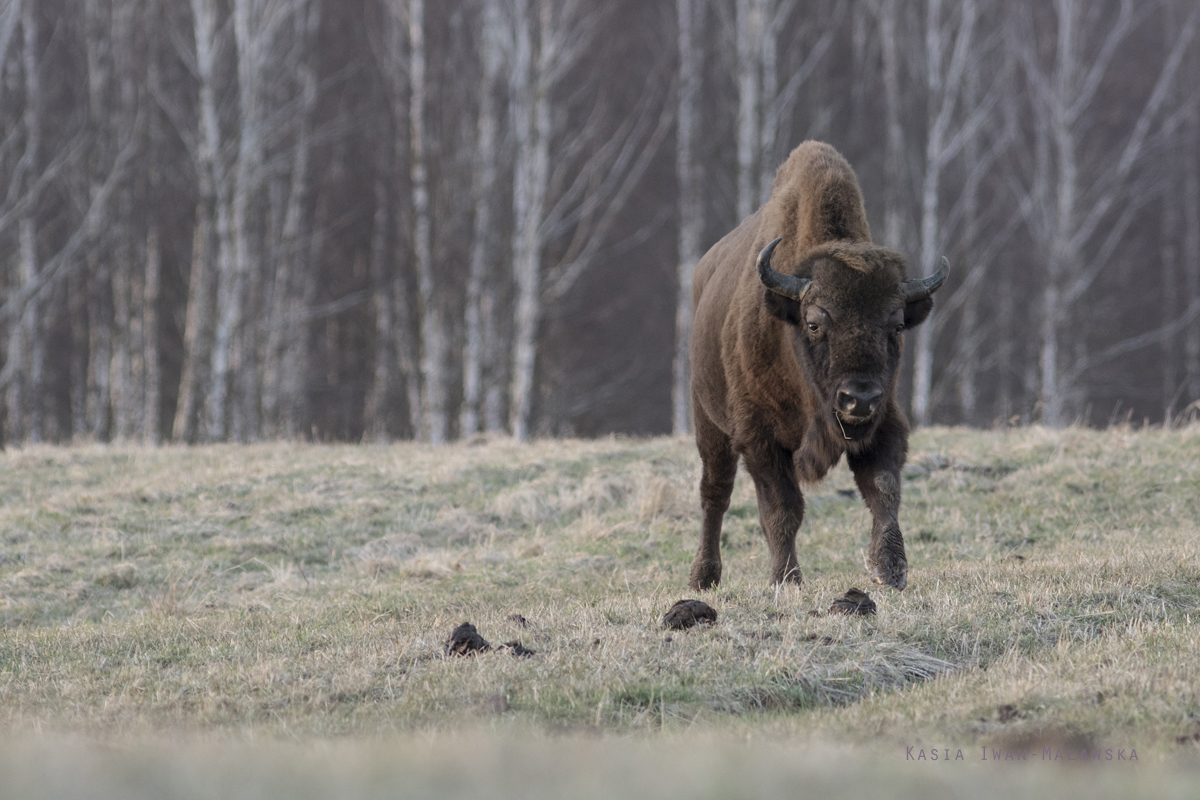 European, Bison, bonasus, wisent