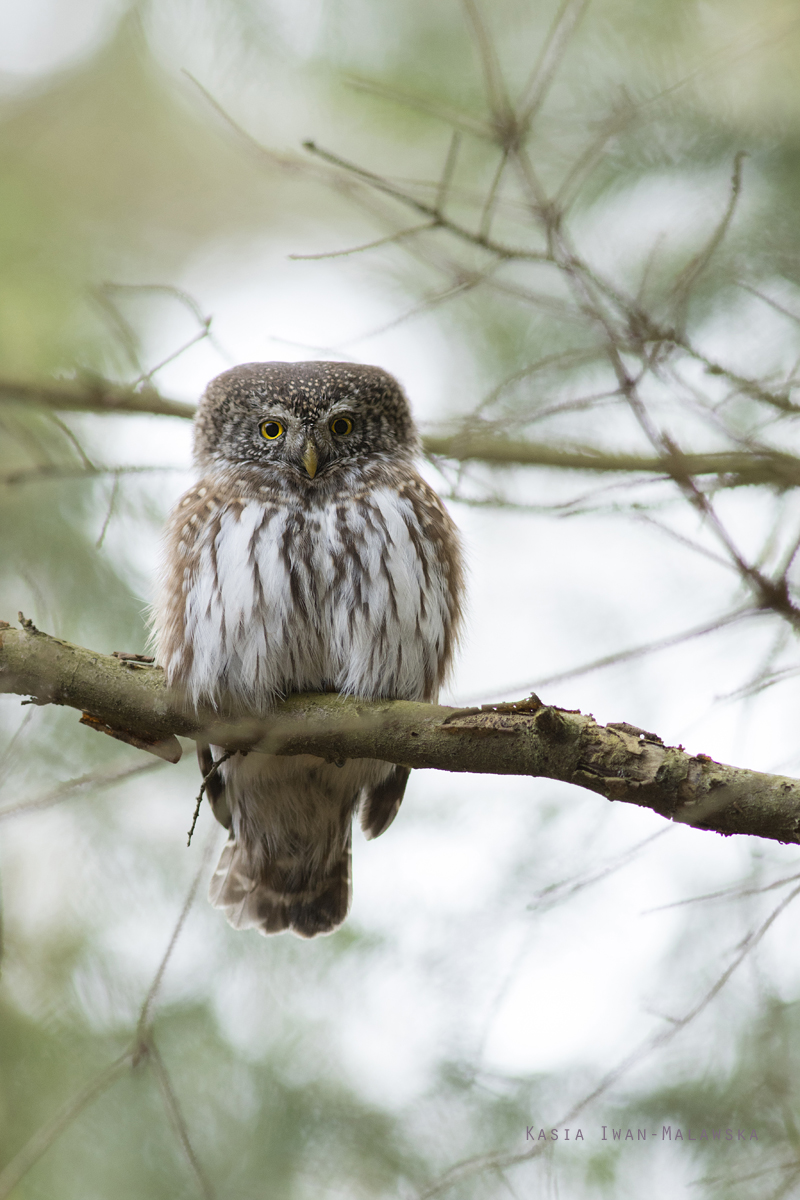 Eurasian, Pygmy, Owl, Glaucidium, passerinum