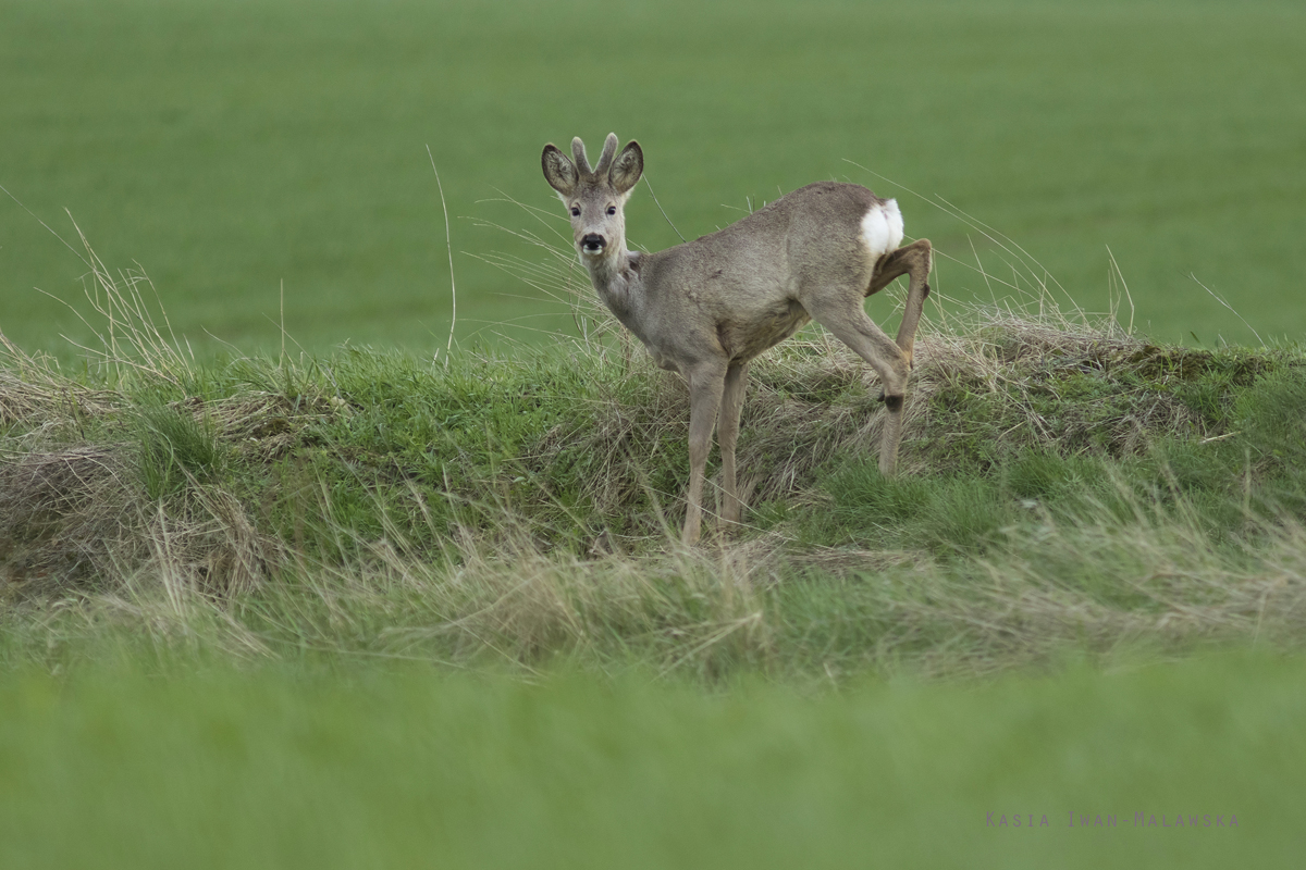 Sarna, Capreolus, capreolus, ssaki