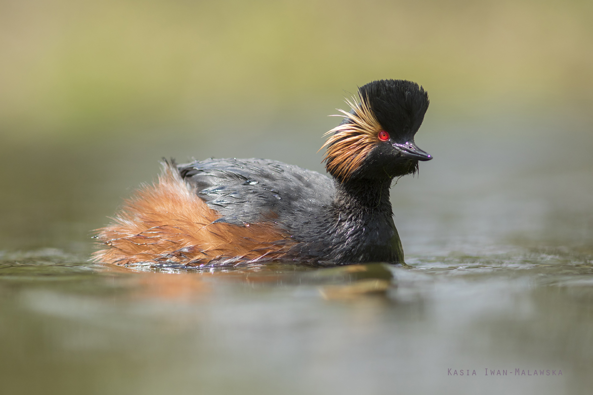 Zausznik, Podiceps, nigricollis, perkoz, ptaki