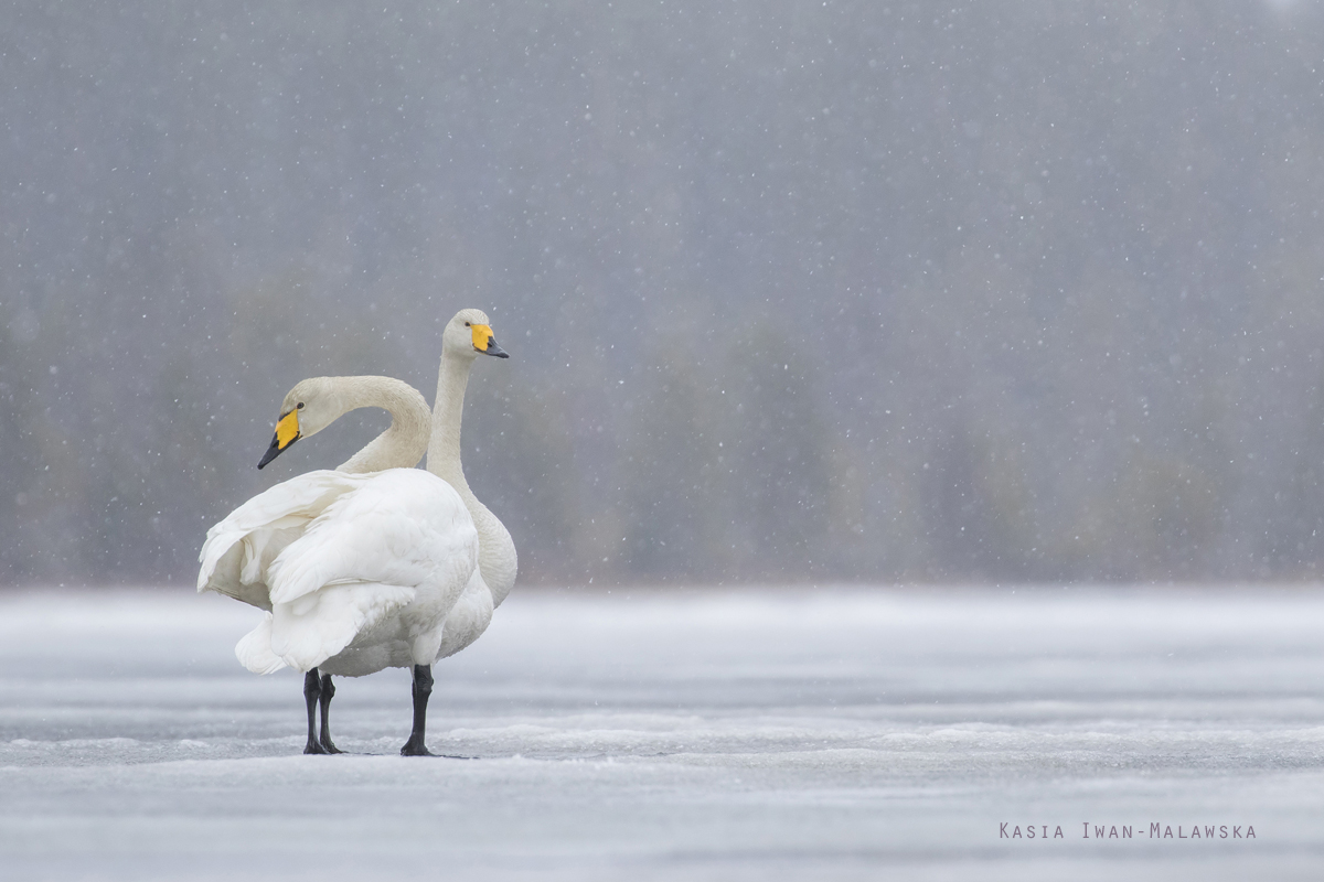 Whooper, Swan, Cygnus, cygnus, Varanger, spring