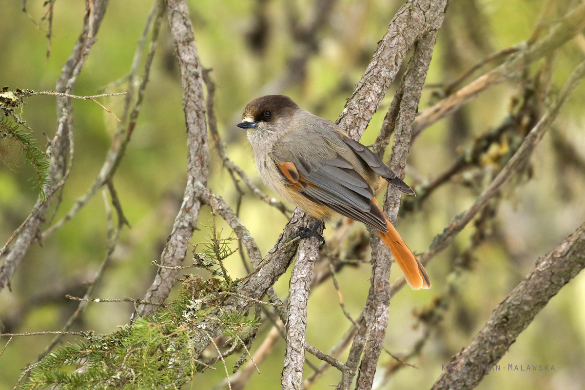 Siberian, Jay, Perisoreus, infaustus, Varanger, spring