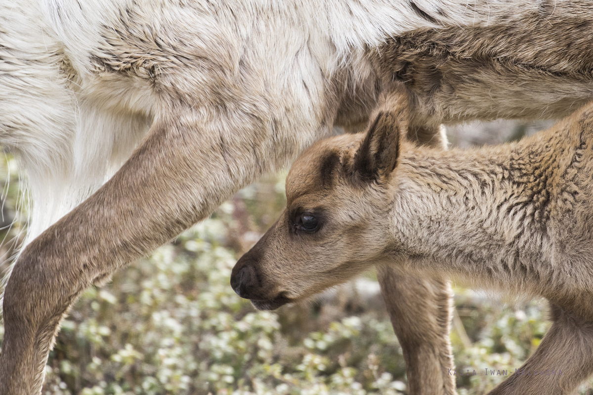 Renifer, Rangifer, tarandus, ren, caribou, Varanger, wiosna, ssaki