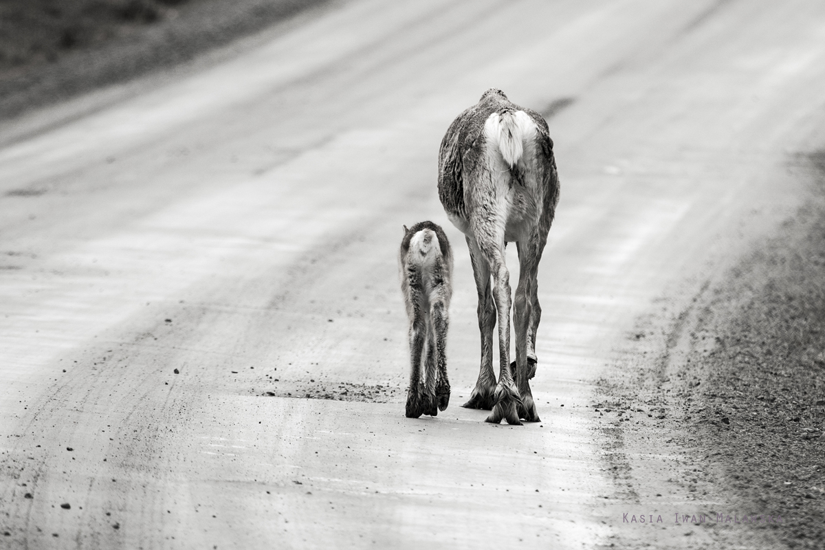 Reindeer, Rangifer, tarandus, ren, caribou, Varanger, spring