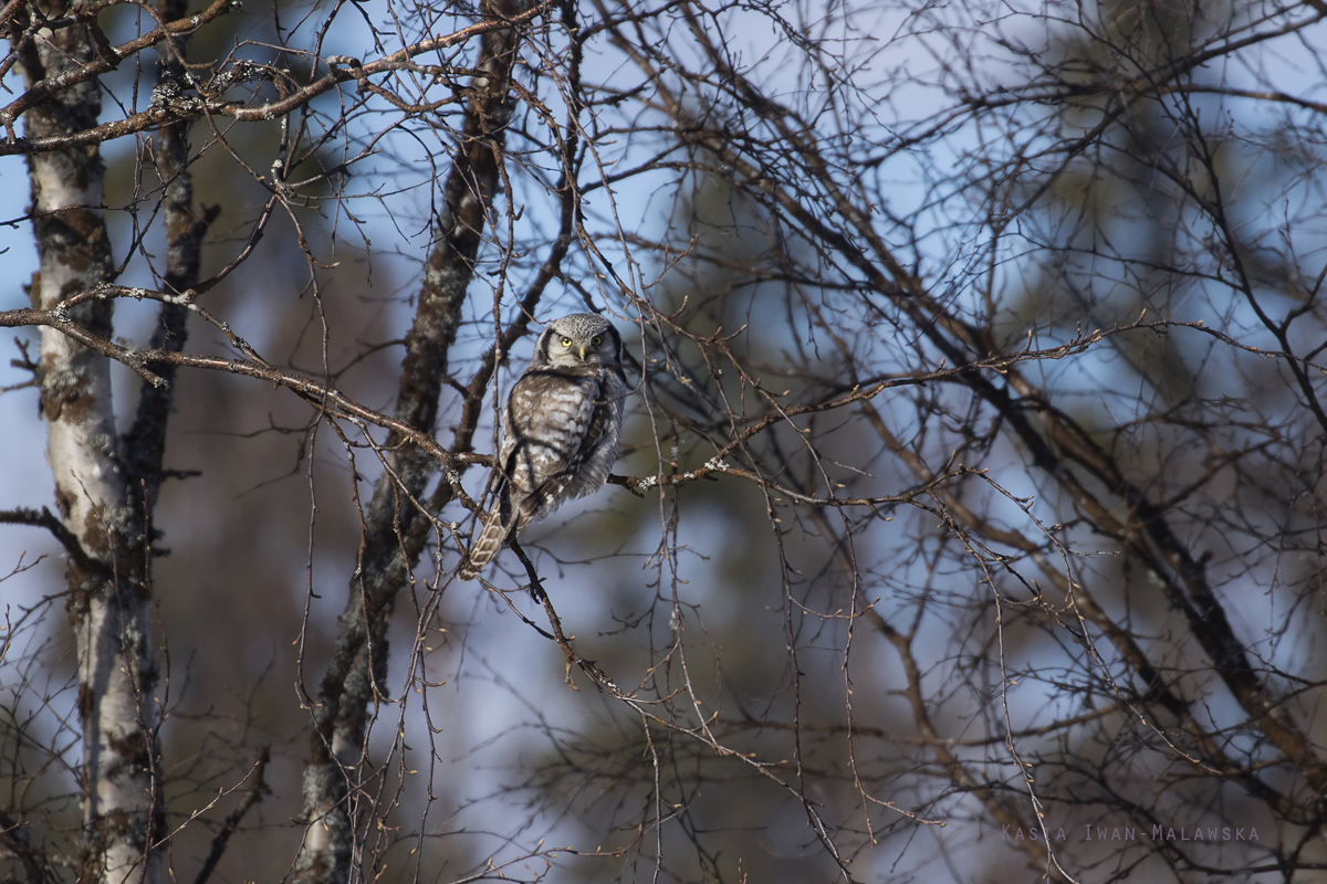 Northern, Hawk, Owl, Surnia, ulula, Varanger, spring