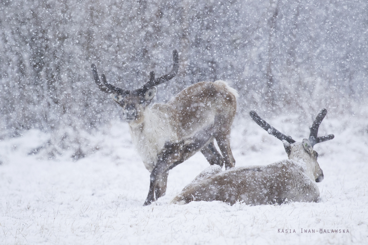 Renifer, Rangifer, tarandus, ren, caribou, Varanger, wiosna, ssaki