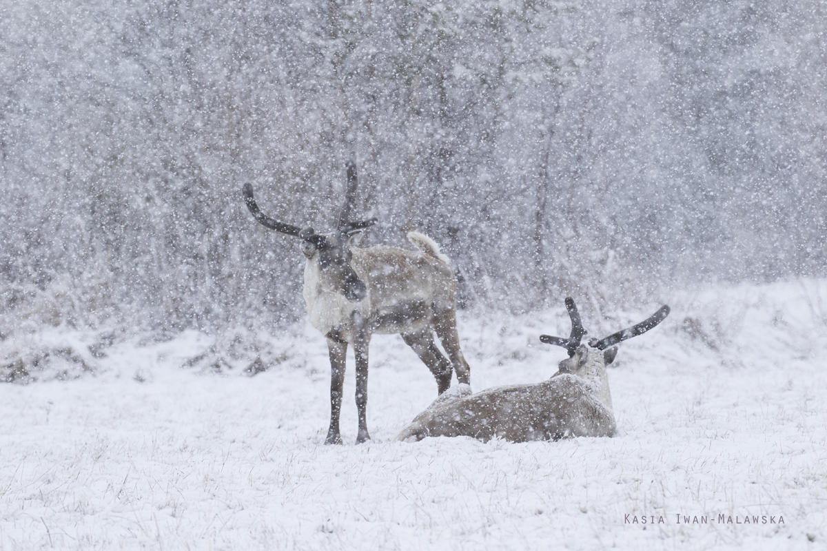 Renifer, Rangifer, tarandus, ren, caribou, Varanger, wiosna, ssaki