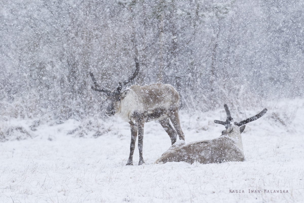 Reindeer, Rangifer, tarandus, ren, caribou, Varanger, spring