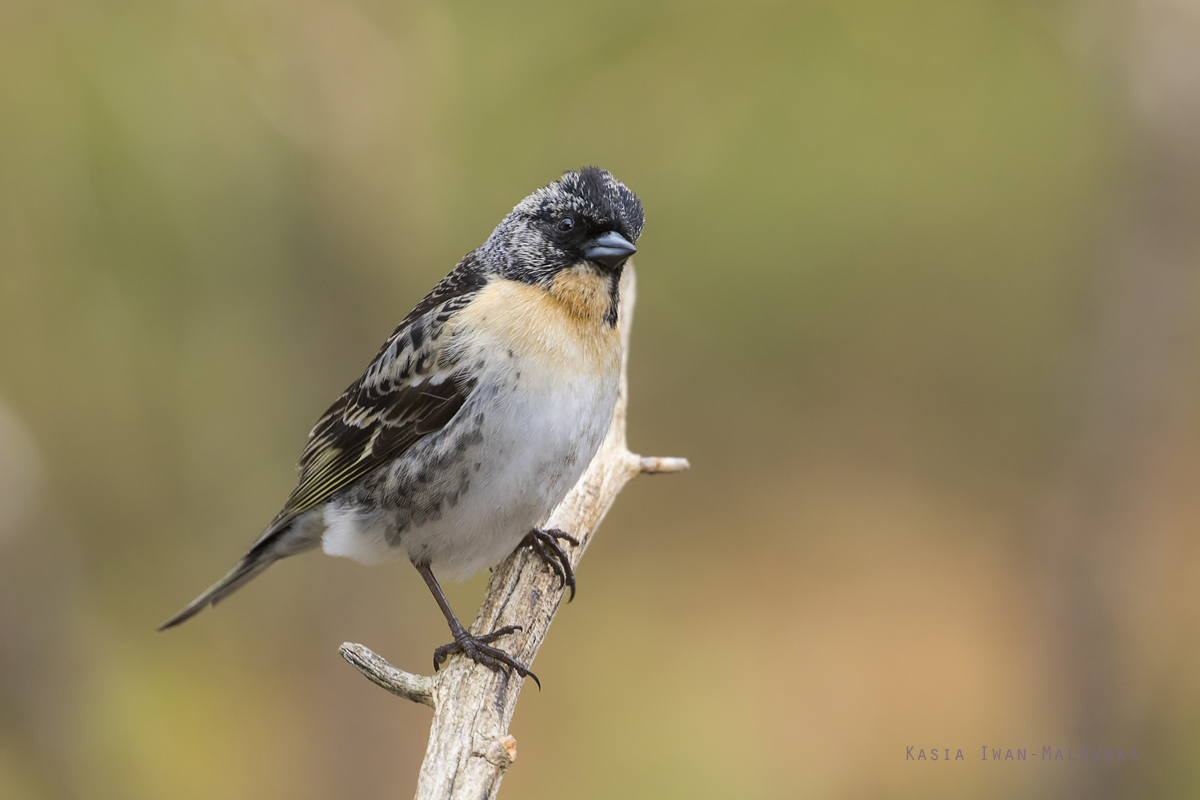 Brambling, Fringilla, montifringilla, Varanger, spring