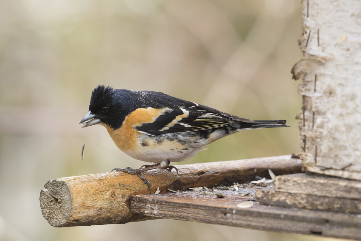 Brambling, Fringilla, montifringilla, Varanger, spring